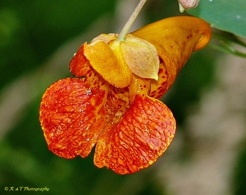 {Impatiens capensis}